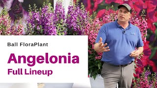 Explore the FULL Angelonia Lineup from Ball FloraPlant [upl. by Thamos20]