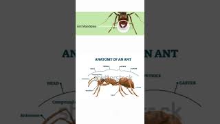 Antbite pgtbio bscnursing pheromonesformic acid methanoic acid pgtbio facts tgtbio [upl. by Natty992]