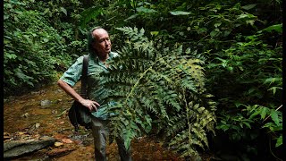 FIELD TRIP WITH PATRICK BLANC IN ECUADOR  MASHPI CLOUD FOREST [upl. by Eirollam]