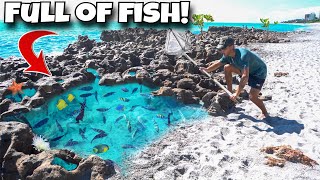 We FOUND A Tide Pool FULL Of EXOTIC FISH [upl. by Nikola]