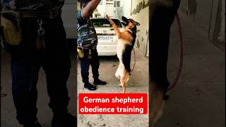 German shepherd obedience training session 96 shorts [upl. by Lirba]