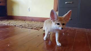 Fennec Foxes 1ST Theyre Sour Then Theyre Sweet [upl. by Laurene]