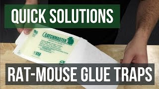 Quick Solutions How to Use Rat amp Mouse Glue Traps [upl. by Spindell]