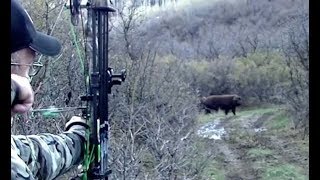 quotMASSIVE 700 lb HOGquot Awesome Bow Shot [upl. by Massimiliano]