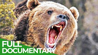 Grizzly Country  The Heart of Yellowstone National Park  Free Documentary Nature [upl. by Esinek]