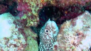 Cozumel Mexicos best snorkeling beach DzulHa [upl. by Perzan828]