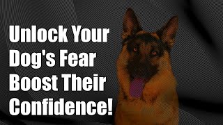 Unlock Your Dogs Confidence Essential Tips for Overcoming Fear [upl. by Olympia]