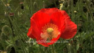 Red Poppy Papaver Flower [upl. by Rob]