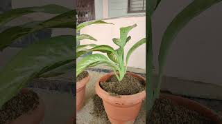 Dafan Plant  Best indoor plants  Dieffenbachia Plant  care of Plant [upl. by Jezebel]