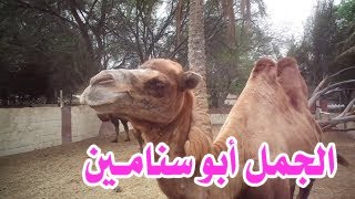 الجمل ذو السنامين أو البعير ذو السنامين أو الفلج  Camelus bactrianus [upl. by Nathanael]