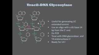 DNA Repair Enzymes [upl. by Skinner820]