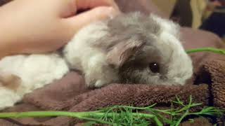 Good Things Come In Small Furry Packages❤️❤️ guineapigs babies fluffy texel cute [upl. by Averat]