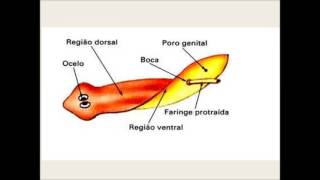 Biologia Planária Resumo [upl. by Pierce]