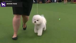 Bichons Frises  Breed Judging 2020 [upl. by Berman]