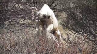 Camels in love  Botswana [upl. by Colombi781]