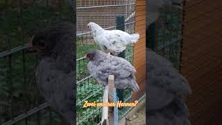 Meine Akrobaten Silverudd bla Love hahn hühner garden kücken chicken hühnerhalten [upl. by Katrine257]