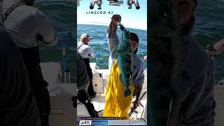 Lingcod Fishing Along The Marin Coast Outside The Golden Gate [upl. by Vanhomrigh]