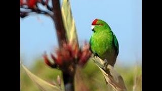 Kakariki for Bird of the year 2013 [upl. by Ahsemrac]