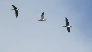 Greater Whitefronted Goose  Kolgans  Achttienhoven NL  14112024 [upl. by Annabela]