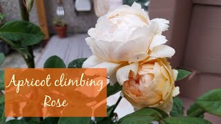 David Austin Wollerton Old Hall Rose Unboxing  Apricot Coloured Climbing Rose 🧡 UK [upl. by Eenahpets]