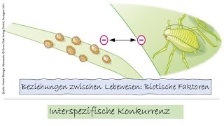 2 Biotische Faktoren Interspezifische Beziehung [upl. by Zahc]