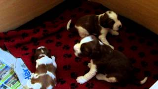 Welsh springer spaniel puppies first bark [upl. by Gersham9]