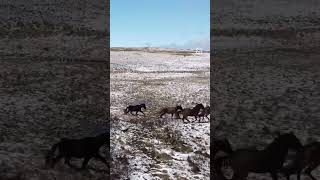 Wild Brumbies of the Snowy Mountains australia brumbies travel [upl. by Huppert]