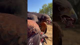 Harris Hawk Falconry falconry [upl. by Eseila]