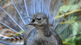 Lyrebird Mimicking Chainsaws Cameras Cars and Even People [upl. by Shutz]