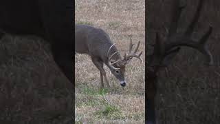 Snort Wheezing Buck Up Close Giant Missouri Buck In Bow Range shorts hunting nature animals [upl. by Eaneg594]