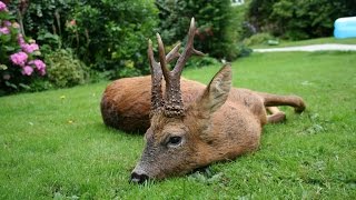 Summer Roebuck Stalking with CervusUK Big Medal Class Buck [upl. by Areic]