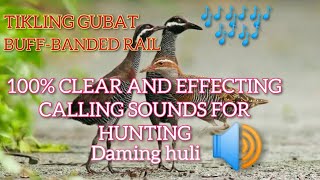 TIKLING GUBAT TUKLING CALL SOUND FOR HUNTING  BUFFBANDED RAIL [upl. by Refannej]