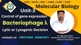 Bacteriophage λ  Lytic or Lysogenic Decision  Unit3  Molecular Biology [upl. by Fayth597]