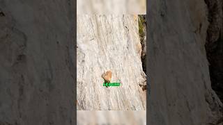 How mountain goats climb shorts facts amazingfacts viralshorts viral [upl. by Tobin]