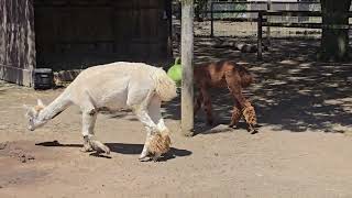 20 Greenview Aviaries Park Zoo and Game Farm Ontario Canada 🇨🇦 [upl. by Maddock]