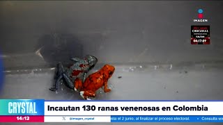 Incautan a 130 ranas venenosas en Colombia  Noticias con Crystal Mendivil [upl. by Legge963]