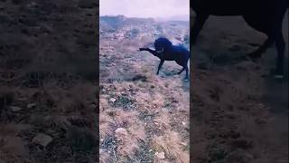 Horse 🐎 Kik dog 🐕 action 😡animalsanimalaction liveanimalaction trendingshortsshortvideo shorts [upl. by Elyc]