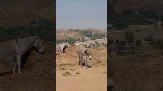 Donkeys 🫏 At The Top Of Reche Canyon California [upl. by Innes962]