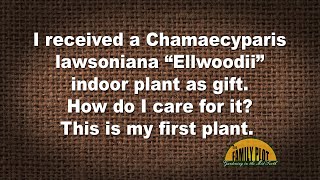 QampA – I have a Chamaecyparis lawsoniana “Ellwoodii” as a houseplant How do I care for it [upl. by Aicenat]