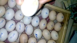 Egg hatchery with incubator in pakistan part 2 [upl. by Sadinoel]