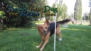 Teach Your Dog the Weave Poles  In Four Steps  Dog Agility [upl. by Ailaham875]