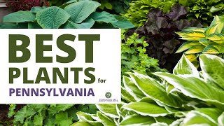 Best Plants for Landscaping in Pennsylvania  Native Plants [upl. by Bravin240]