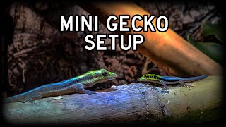 How I setup my Neon Day Gecko Bioactive Enclosure Phelsuma klemmeri [upl. by Aamsa]