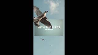 Joey Pecoraro  With The Birds Holy Vision Remix [upl. by Ila]