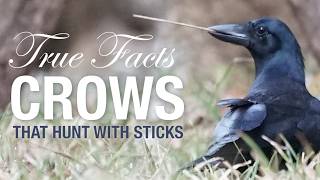 True Facts Crows That Hunt With Sticks [upl. by Erehs]