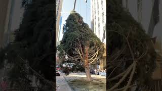 Rockefeller Center Christmas tree arrives in NYC [upl. by Ardnosac874]