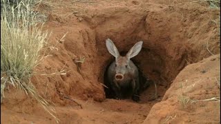 Aardvark anthill pig  prehistoric animal Orycteropus afer animal Documentary [upl. by Einyaj503]