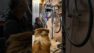 Un 🐶 dans un ATELIER VÉLO VINTAGE  Oui c’est forcément une bonne idée 👍 ateliervelo [upl. by Emersen]