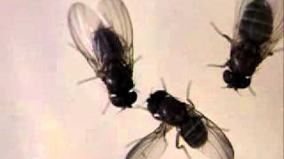 EvoDevo Fruit Fly Courtship [upl. by Julia]