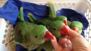 Baby Alexandrine Parrots [upl. by Ahsyas]